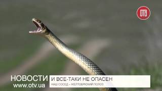 Желтобрюхий полоз (28.05.2015)