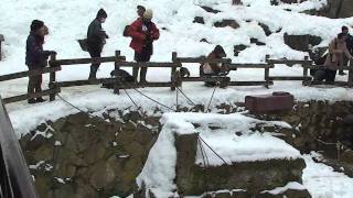 Jigokudani Monkey Park