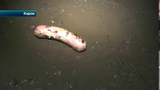 Начавшийся в кировской сауне девичник закончился в полиции