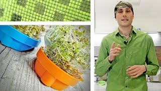 Проращивание зеленой гречки