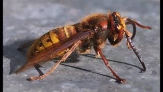 Опасные осы  /  Dangerous wasp#2