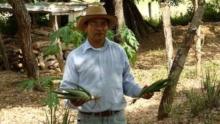 CULTIVO DE SABILA, PENCA DE ALOE Y SEMILLA DE SABILA