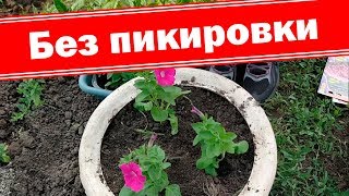 Петунии без пикировки часть 2. Высадка ранней каскадной петунии Минибелла в вазон
