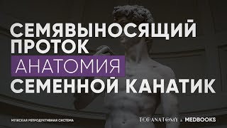 Семявыносящий проток и семенной канатик