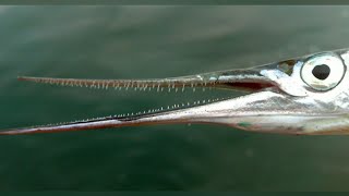 Ловля на блесна и пилькера.Ловим саргана./ metal jig,fishing Odessa