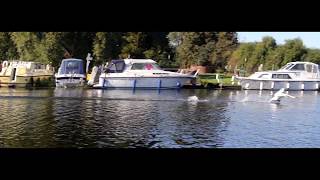 Swans on the Great Ouse