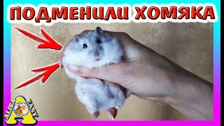 ВЫ ЭТОГО НЕ ЗНАЛИ / ПОДМЕНИЛИ ХОМЯКА КУКИ / СЕКРЕТ Джунгарского ХОМКИ / Alisa Easy Pets