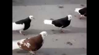 Selanik Dönek Güvercin Dönüşü