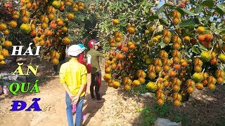 Đột nhập vào VƯỜN CHÔM CHÔM trái xum xuê tại xã CÙ LAO TÂY | Đồng Tháp
