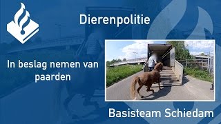 Politie #PRO247 - Inbeslag nemen van paarden door de dierenpolitie