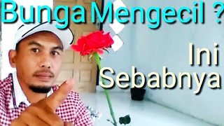 Cara Merawat Bunga Mawar