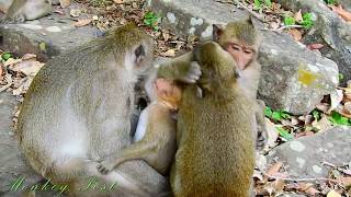 Very pity full small boy Timo fall down two time from the temple /Monkey Post