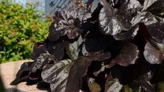 Heuchera Coral Bells Pictures | Plant Identification