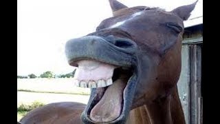 الضحك حتى البكاء مع مقاطع ولا أروع ههههههههههههههه