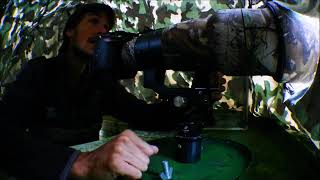 Tête pendulaire LEOFOTO PG-1 et Martin-pêcheurs