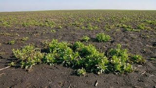 Инструкция по применению раундапа для уничтожения травы и сорняков (отзыв)