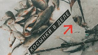 Косынки битком. Рыбалка на косынки и удочку