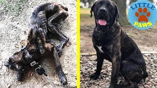 Abandoned Dog Rescued- AMAZING TRANSFORMATION! A Happy Ending Heartwarmer.