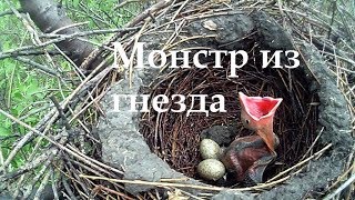 Редкие кадры Кукушонок