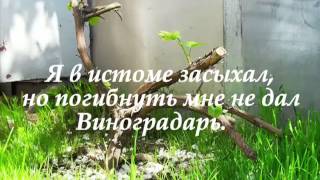 Изобильная Виноградная Лоза # песня rus