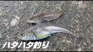 15.12.23 ハタハタ釣り