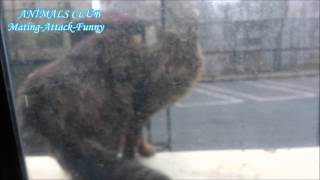 Cats That Helps To Mating Friend &Three Crazy Cats Mating & Animal Mating