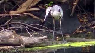 Beautiful Minnesota Land of 10,000 Lakes NATURE watch in HD Full Screen