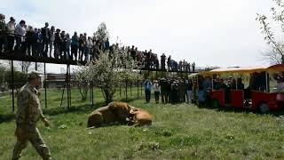 Жесткая драка львов в вольере  Tough fight of lions in the open-air cage