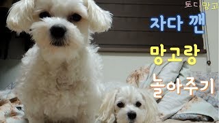 귀여운 말티즈 일상 - 자다 깬 강아지랑 놀아주기