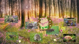 Ежик Фуфик и его друзья ежики встречают весну! Еж, ежи.