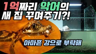 악어는 더이상 혼자가 아닙니다