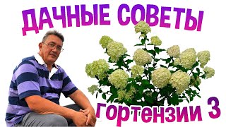 Гортензия садовая. фильм 3/продолжение/ Зимовка