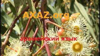 23. Начинаем говорить на арамейском;  местоимения (я, ты, мы, вы)