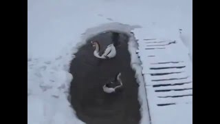 Как я решаю вопрос кислорода для рыбы зимой в своем пруду