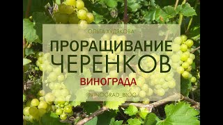 ПРОРАЩИВАНИЕ ЧЕРЕНКОВ ВИНОГРАДА