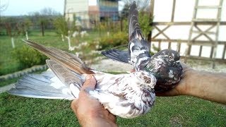Николаевские голуби.  Первые полеты молодежи.  Голуби Украины