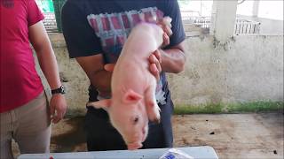 Castración, descolmille y descole de cerdos(Practicas Sanitarias ITT)