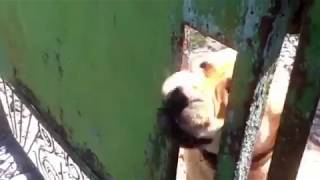 Злая собака породы кадебо