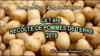 #72 POMMES DE TERRE & PERMACULTURE PREMIÈRE RÉCOLTE 2019 POTAGER JARDINAGE & CONSEILS POUR RÉUSSIR