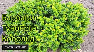 Барбарис Тунберга Кобольд / Барбарис посадка и уход