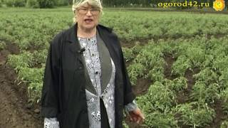 Эти томаты можно сеять в апреле. Какие сорта томатов хороши для открытого грунта в Сибири?