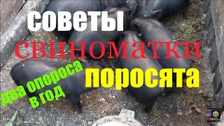 поросята и вьетнамские вислобрюхие свиноматки
