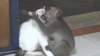 kedi ile maymun arasındaki ibretlik öpüşme sahnesi