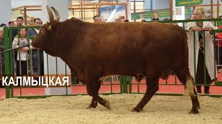ПОКАЗ МЯСНОГО КРС КАЛМЫЦКОЙ ПОРОДЫ. Выставка Золотая Осень-2018