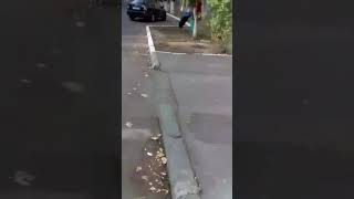 Яробор и троллейбус