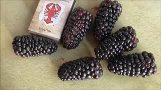 КАРАКА БЛЕК- ранний сорт ежевики с красивой, удлинённой ягодой.