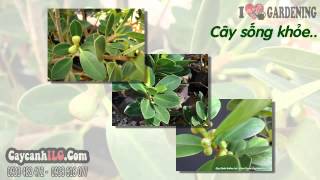 Cây Da Nhật Giống Mới Có Trái ( 20cm – Ms: 07260)