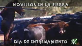 Toros de El Parralejo: entrenamiento de novillos erales en el corredero | Toros desde Andalucía