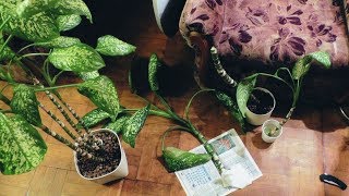 Диффенбахия: обрезка и укоренение. Мой опыт