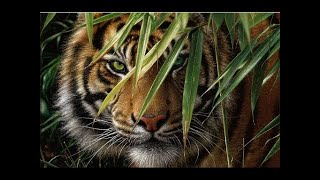Хищники - убийцы. Тигр людоед.  Документальный фильм National Geographic.